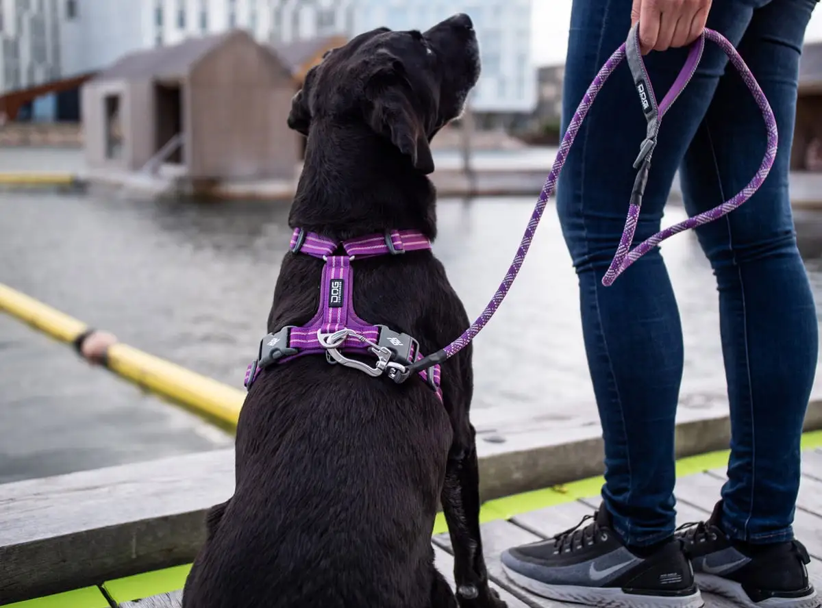 Arnés anti tiro DOG Copenhagen Comfort Walk Air Tm V3 - Imagen 3