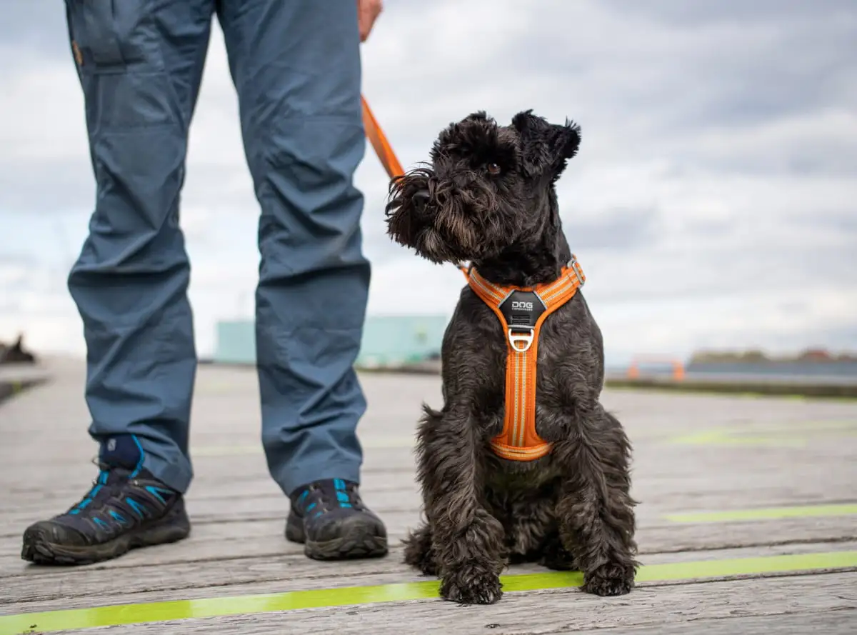 Arnés anti tiro DOG Copenhagen Comfort Walk Air Tm V3