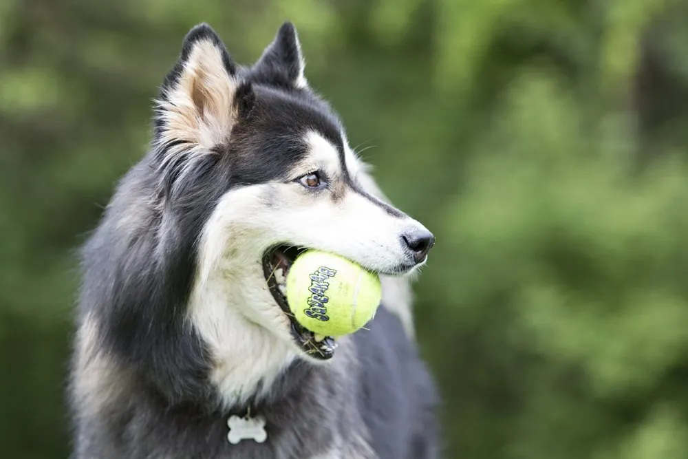 Kong Air Dog Squeaker Tennis Ball